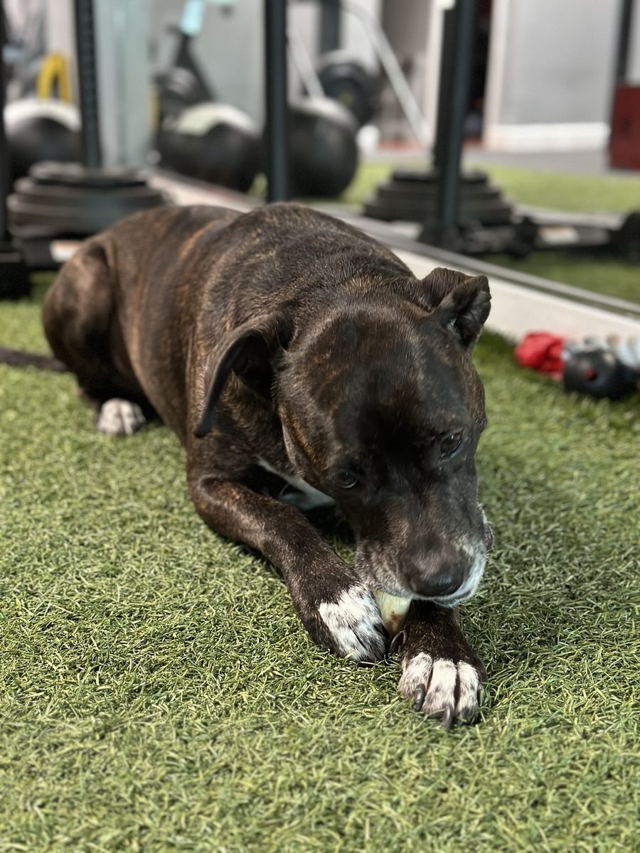 Harley on the gym floor
