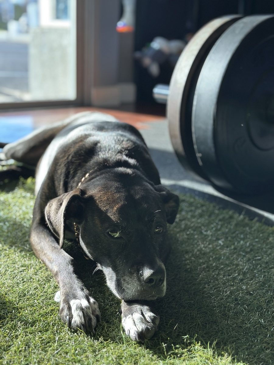 Harley resting by the weights