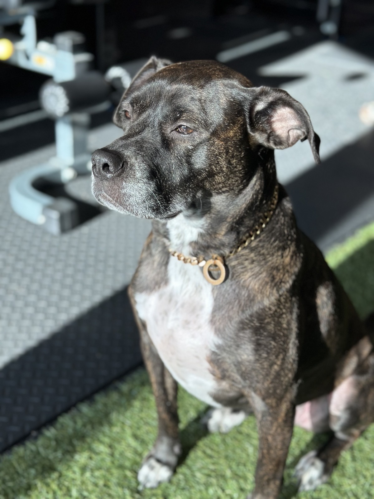 Harley the pitbull at the gym