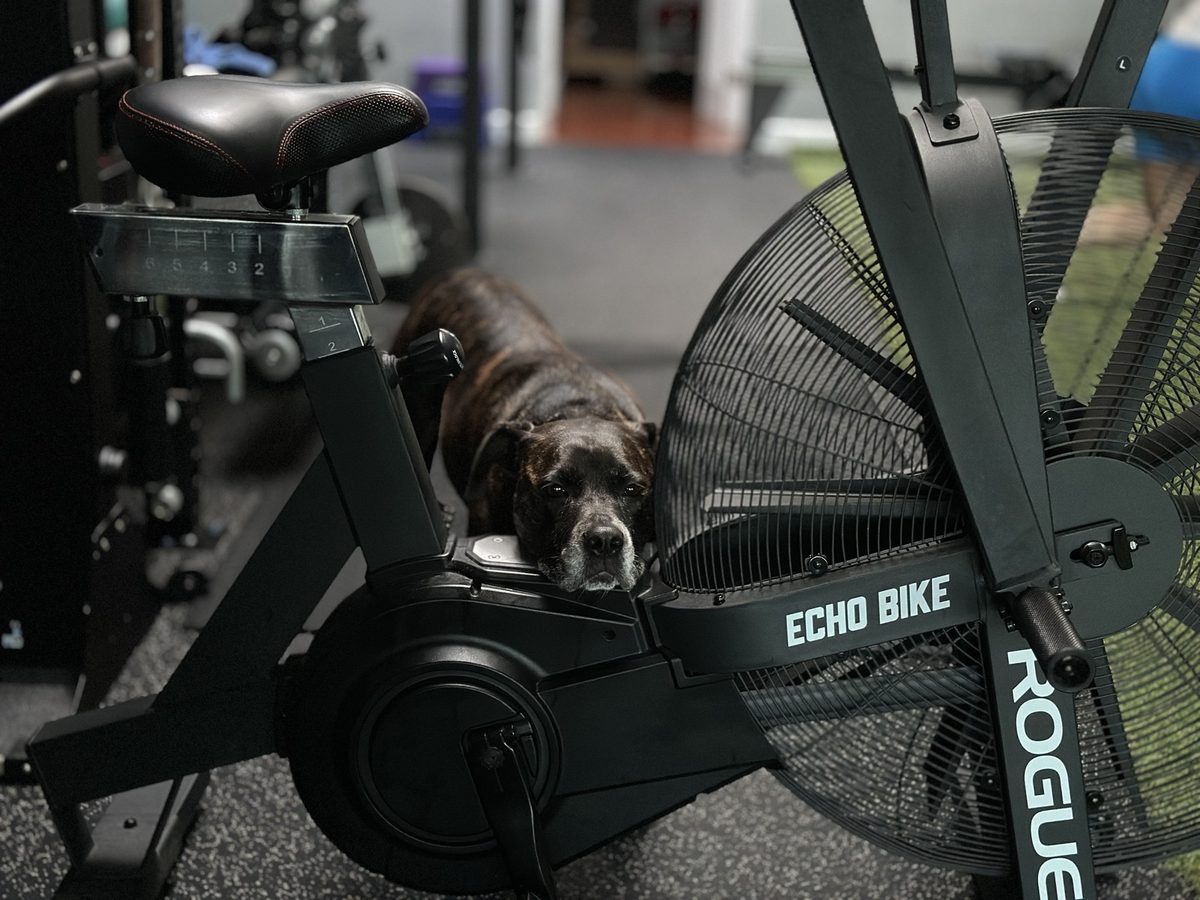 Harley resting on the Echo Bike at Servellon Fitness