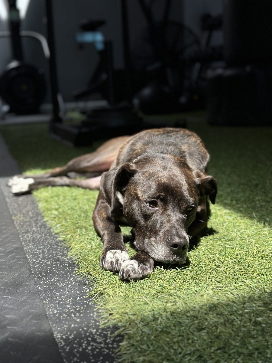 Harley in a sunbeam at the gym